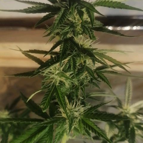 Caramel Kush growlog photo: Вторая обрезка лапухов) 