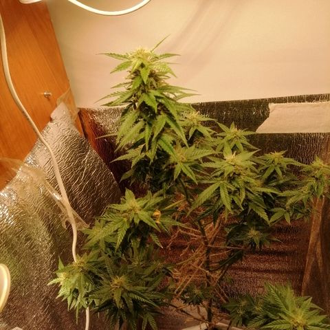 Caramel Kush growlog photo: В ожидании)
4 раза обрезал листья
Первый день добавил янтарную кислоту 