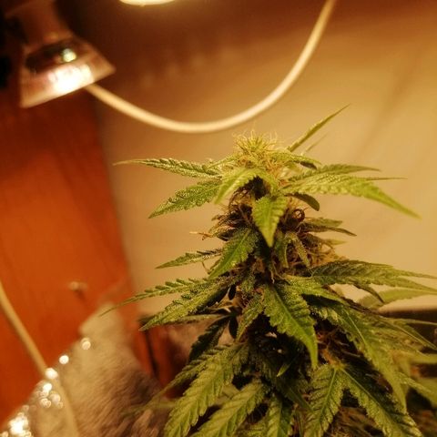 Caramel Kush growlog photo: В ожидании)
4 раза обрезал листья
Первый день добавил янтарную кислоту 