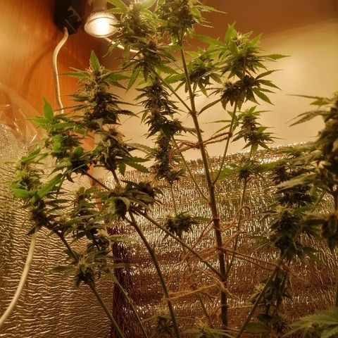 Caramel Kush growlog photo: В ожидании)
4 раза обрезал листья
Первый день добавил янтарную кислоту 