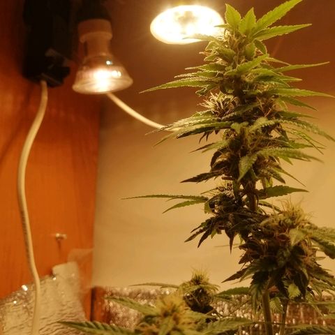 Caramel Kush growlog photo: В ожидании)
4 раза обрезал листья
Первый день добавил янтарную кислоту 
