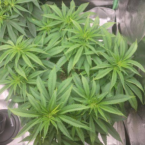 Purple Urkle growlog photo