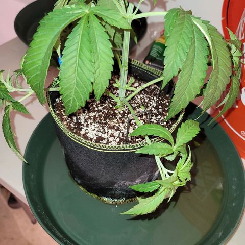 Purple Urkle growlog photo