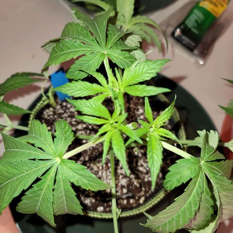 Purple Urkle growlog photo