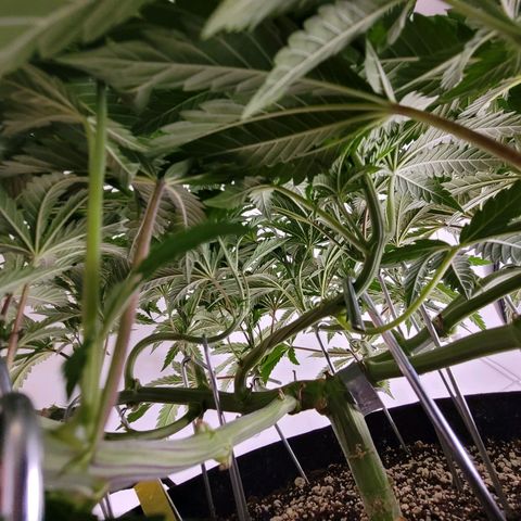 Do-Si-Dos growlog timeline photo