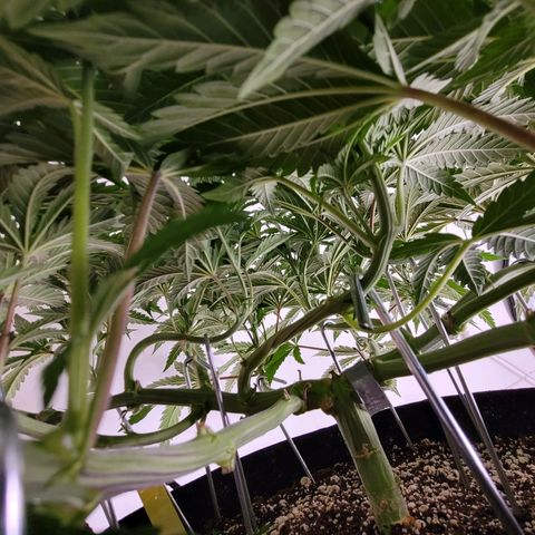 Do-Si-Dos growlog timeline photo