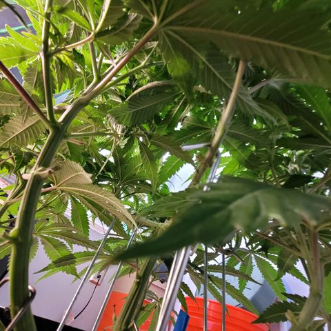 Purple Urkle growlog photo