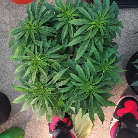 Purple Urkle growlog photo