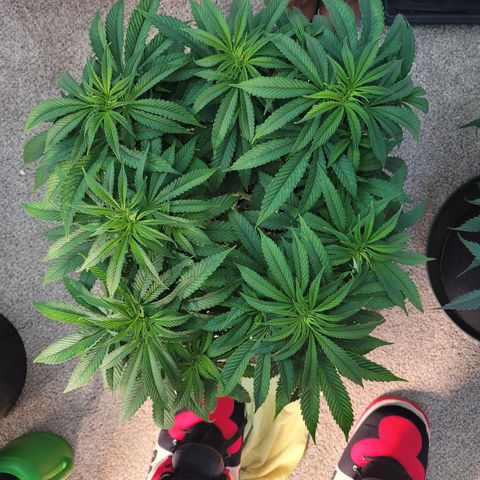 Purple Urkle growlog timeline photo