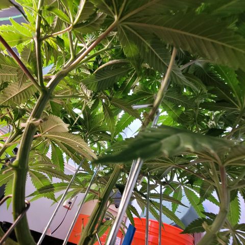 Purple Urkle growlog timeline photo