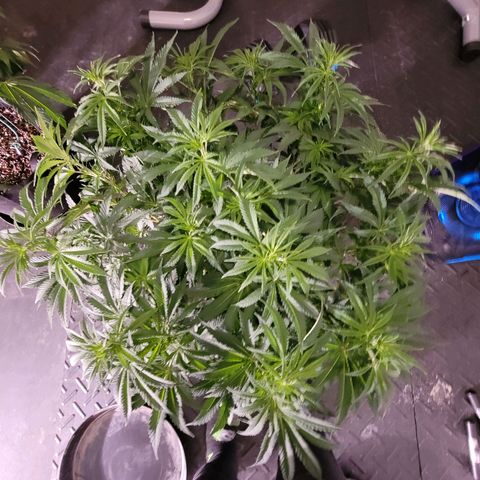 Do-Si-Dos growlog timeline photo