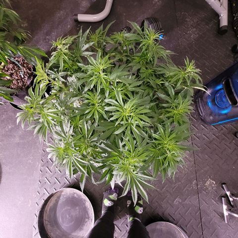 Do-Si-Dos growlog timeline photo