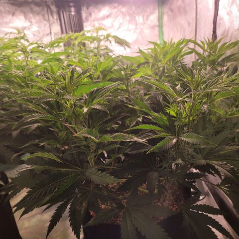 Do-Si-Dos growlog timeline photo