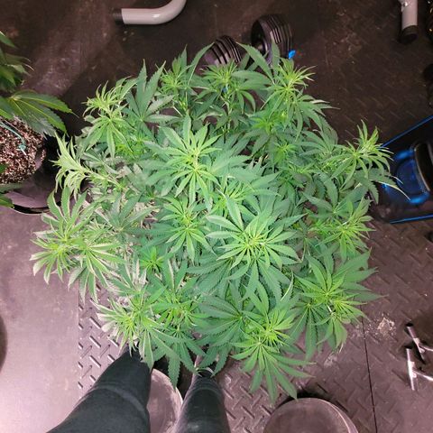 Do-Si-Dos growlog timeline photo