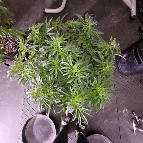Do-Si-Dos growlog timeline photo