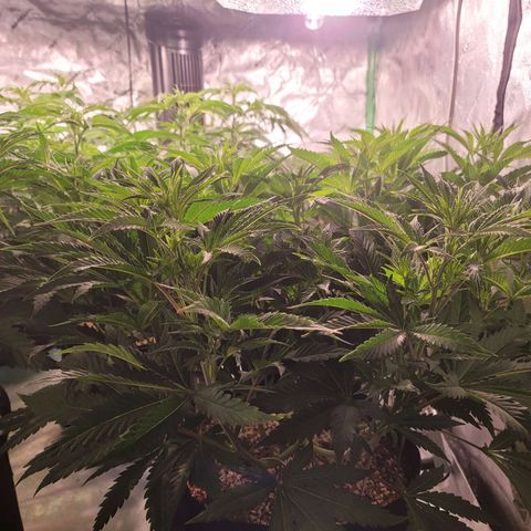 Do-Si-Dos growlog timeline photo