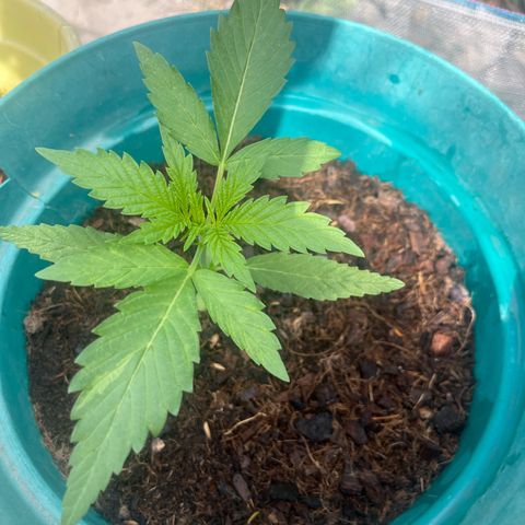Grand Daddy Purple growlog timeline photo