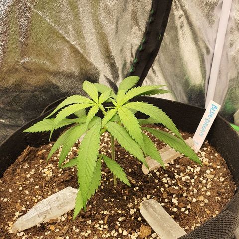 Blue Dream #1 Growlog-Foto 2