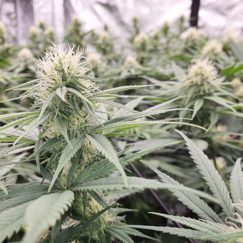 Blue Dream #1 growlog photo: End of week 4 of flowering
