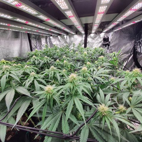 Blue Dream #1 growlog timeline photo