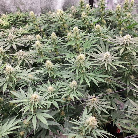 Blue Dream #1 growlog photo: End of week 4 of flowering