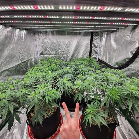 Blue Dream #1 growlog photo: Pre flower