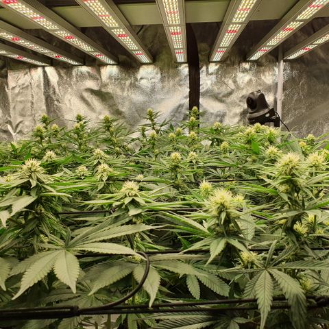 Blue Dream #1 growlog timeline photo