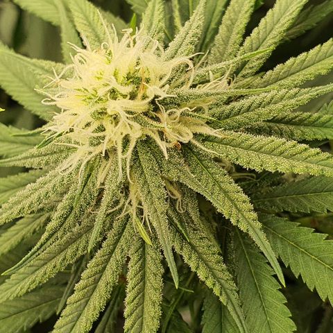 Blue Dream #1 Growlog-Foto 1