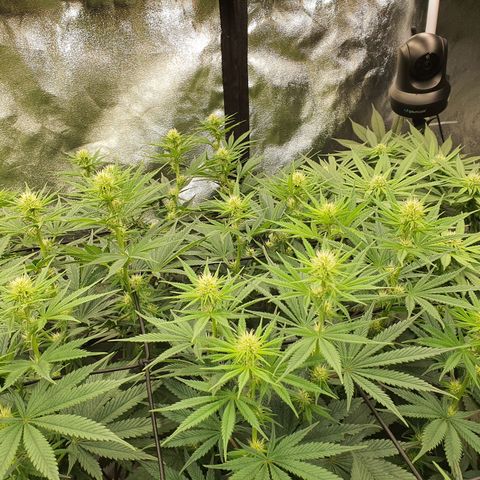 Blue Dream #1 growlog timeline photo