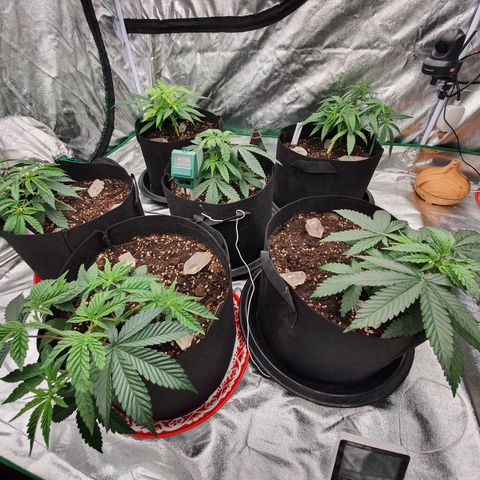 Blue Dream #1 growlog timeline photo