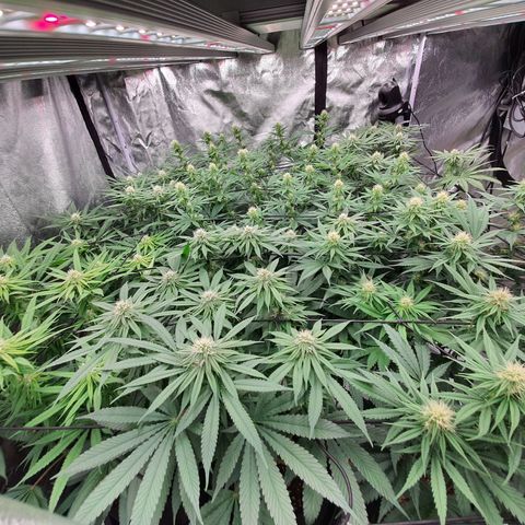 Blue Dream #1 growlog photo: End of week 4 of flowering