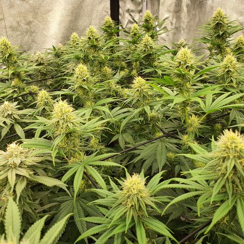 Blue Dream #1 growlog timeline photo