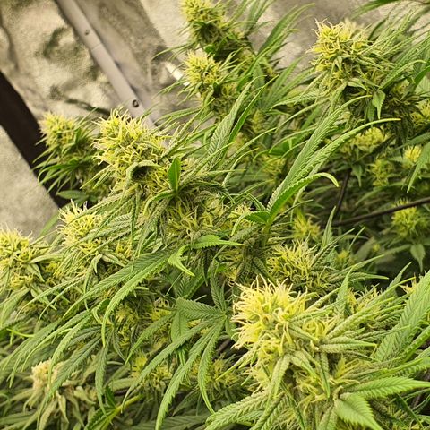 Blue Dream #1 growlog timeline photo