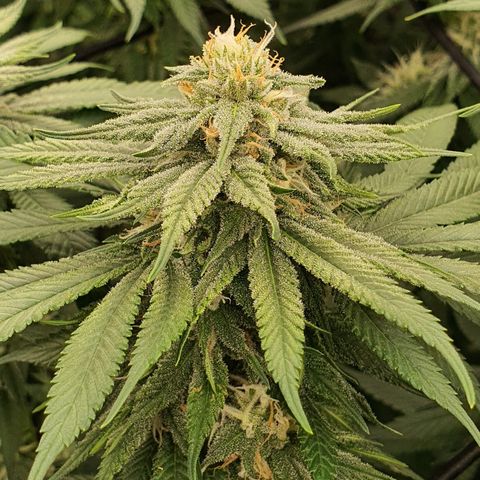 Blue Dream #1 growlog timeline photo