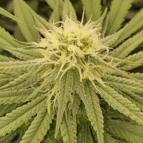Blue Dream #1 growlog photo: End of week 4 of flowering