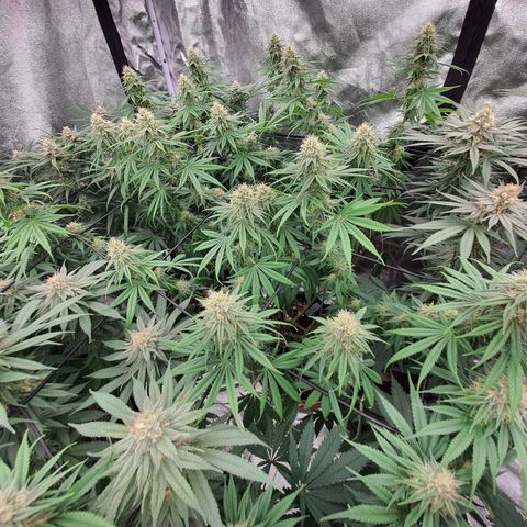 Blue Dream #1 growlog timeline photo
