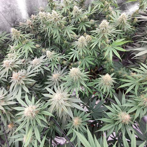 Blue Dream #1 growlog timeline photo