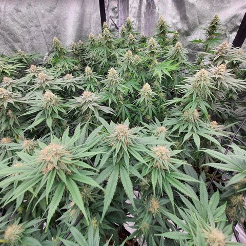 Blue Dream #1 growlog timeline photo