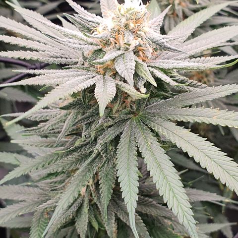 Blue Dream #1 growlog timeline photo