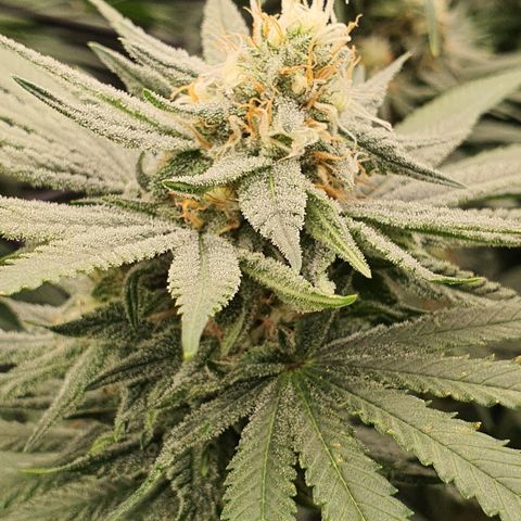 Blue Dream #1 growlog timeline photo