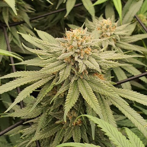 Blue Dream #1 growlog timeline photo
