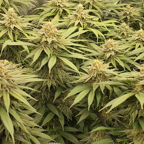 Blue Dream #1 growlog timeline photo