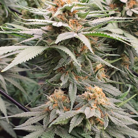 Blue Dream #1 growlog timeline photo