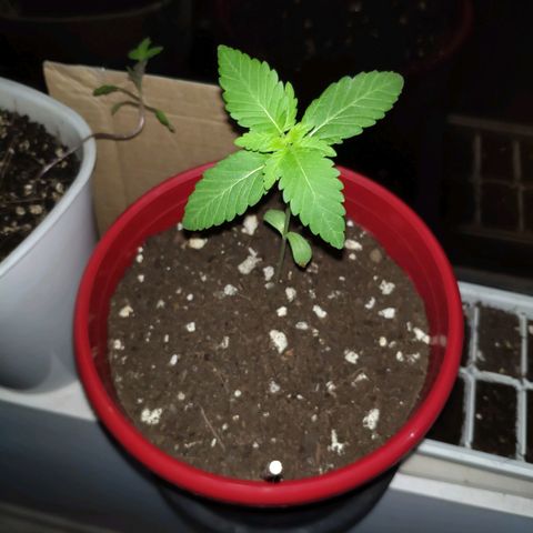 Bubba Kush growlog timeline photo