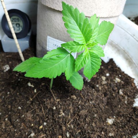 Bubba Kush growlog timeline photo