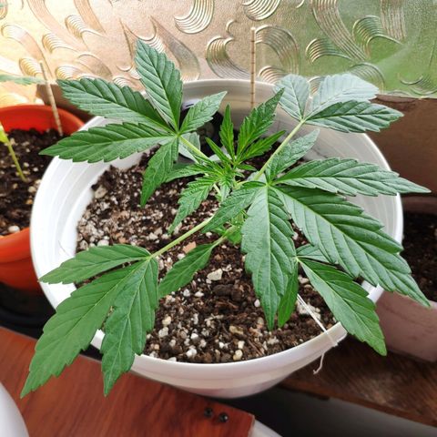 Auto Jack Herer growlog timeline photo