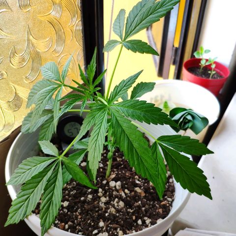 Auto Jack Herer growlog timeline photo