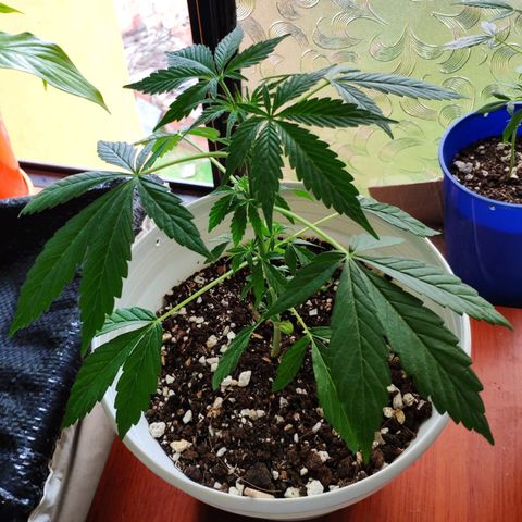 Auto Jack Herer growlog timeline photo