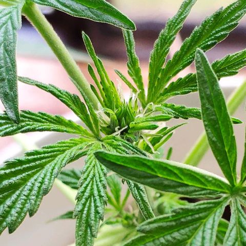 Auto Jack Herer growlog timeline photo