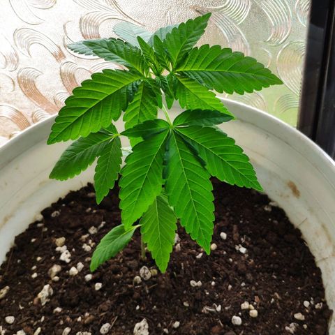 Bubba Kush growlog timeline photo